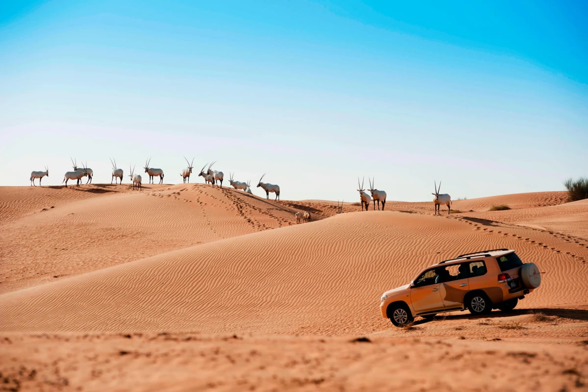 A herd of oryx along a dune crest as a resort four-by-four drives below