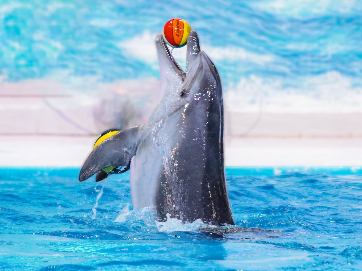 A dolphin balancing a ball on its nose above the pool