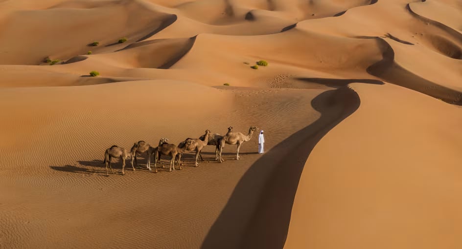A camel caravan crossing a sweeping ridge of the Empty Quarter dunes